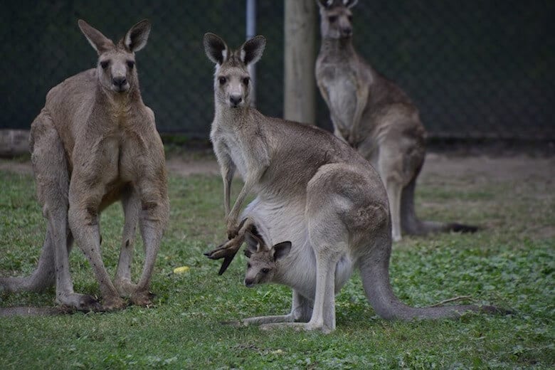 Australia Zoo is an ideal spot to visit in Sunshine Coast.