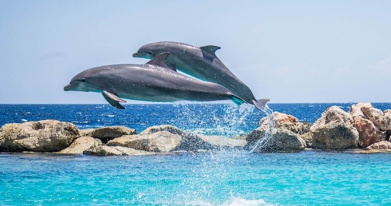Enjoy watching the dolphins.