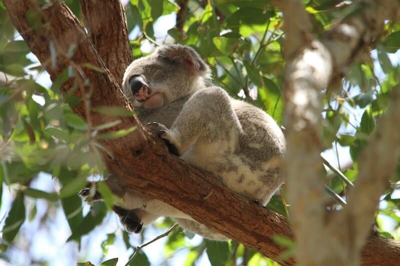 Visit Lamington National Park to see the diverse wildlife.