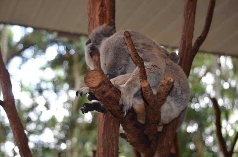 Visit Lone Pine Koala Sanctuary and cuddle a koala.