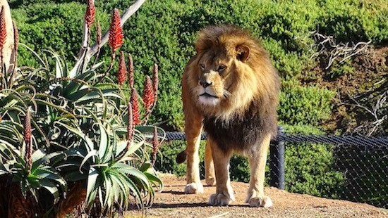 Melbourne Zoo makes a fascinating day out for the whole family.